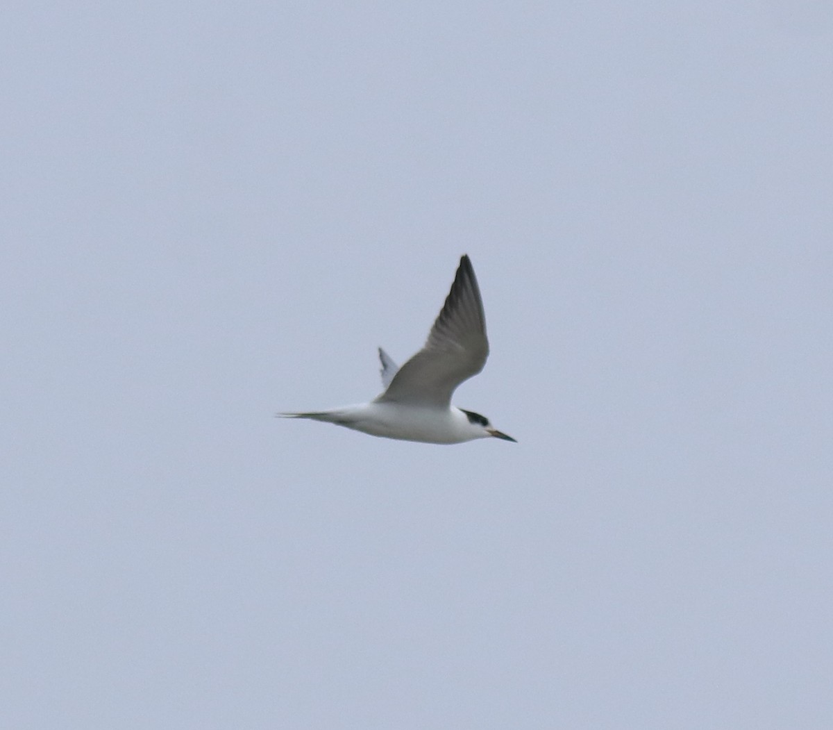 Common Tern - ML647118115