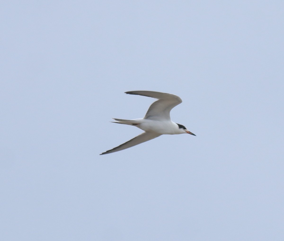 Common Tern - ML647118116