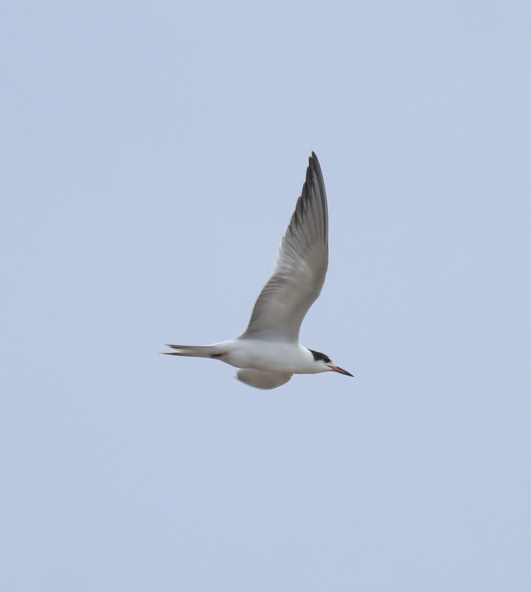 Common Tern - ML647118117