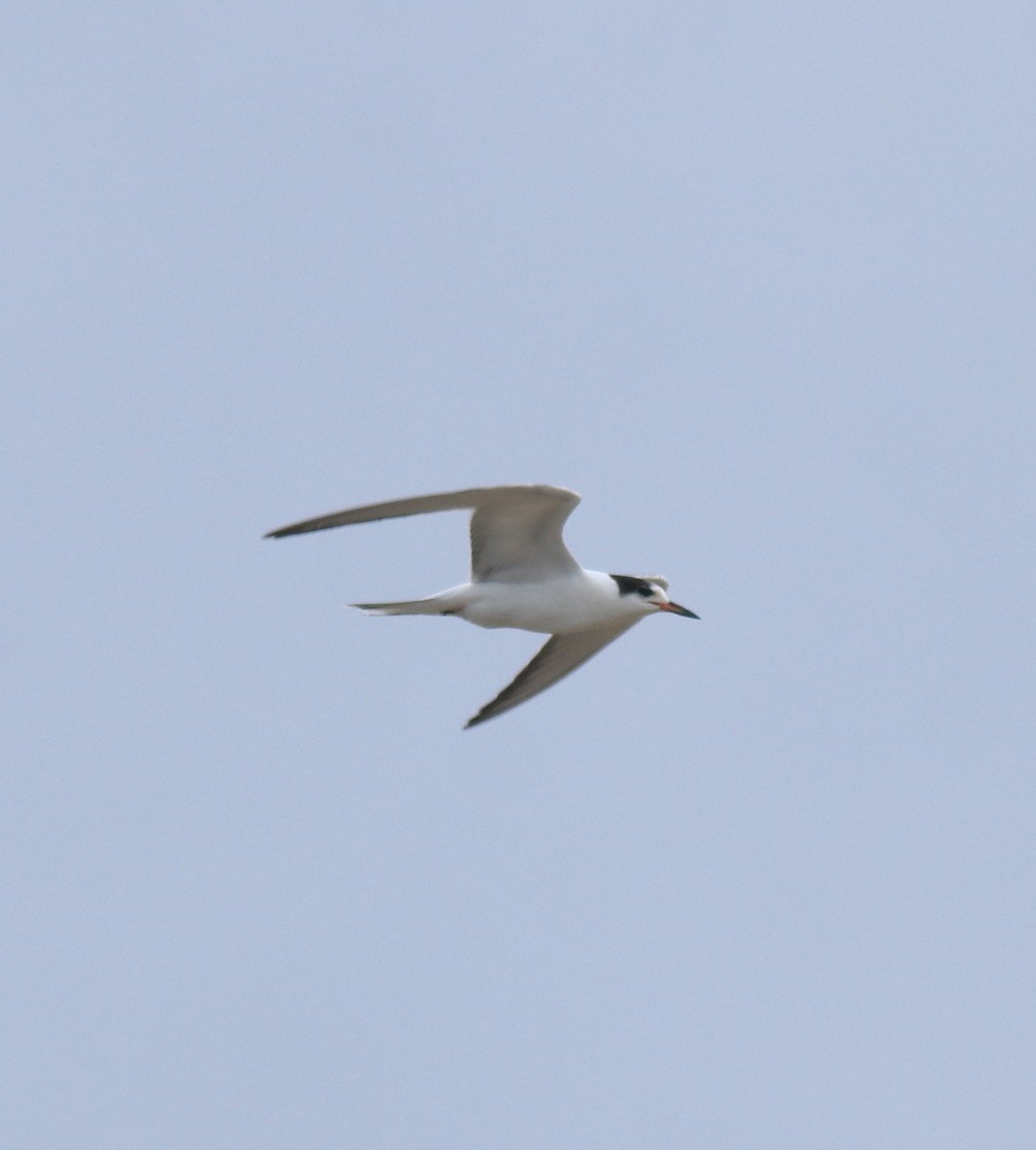 Common Tern - ML647118118