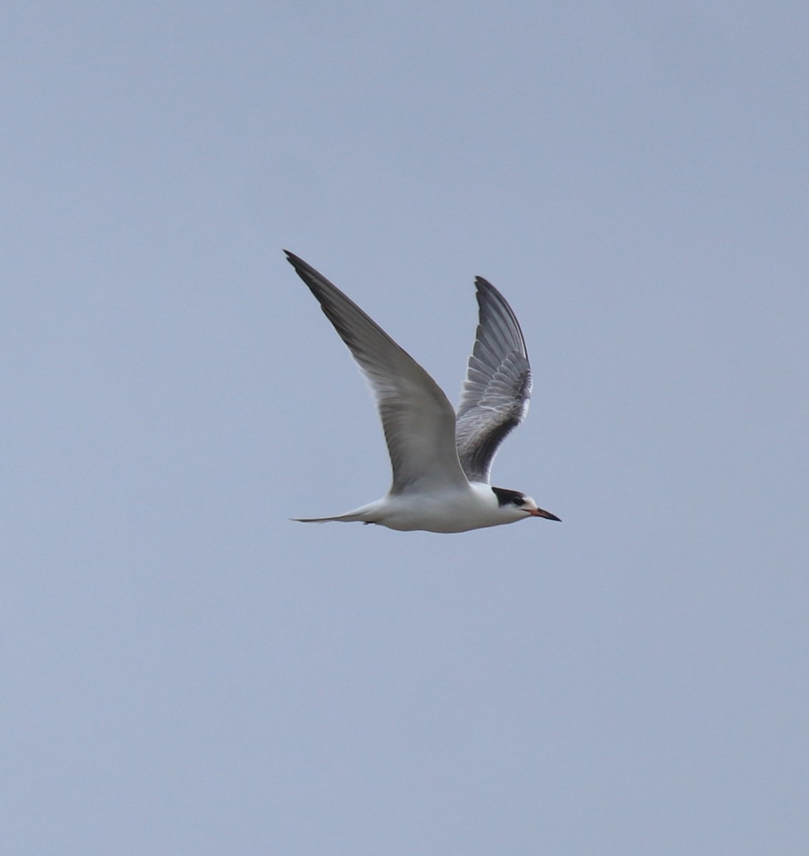 Common Tern - ML647118119