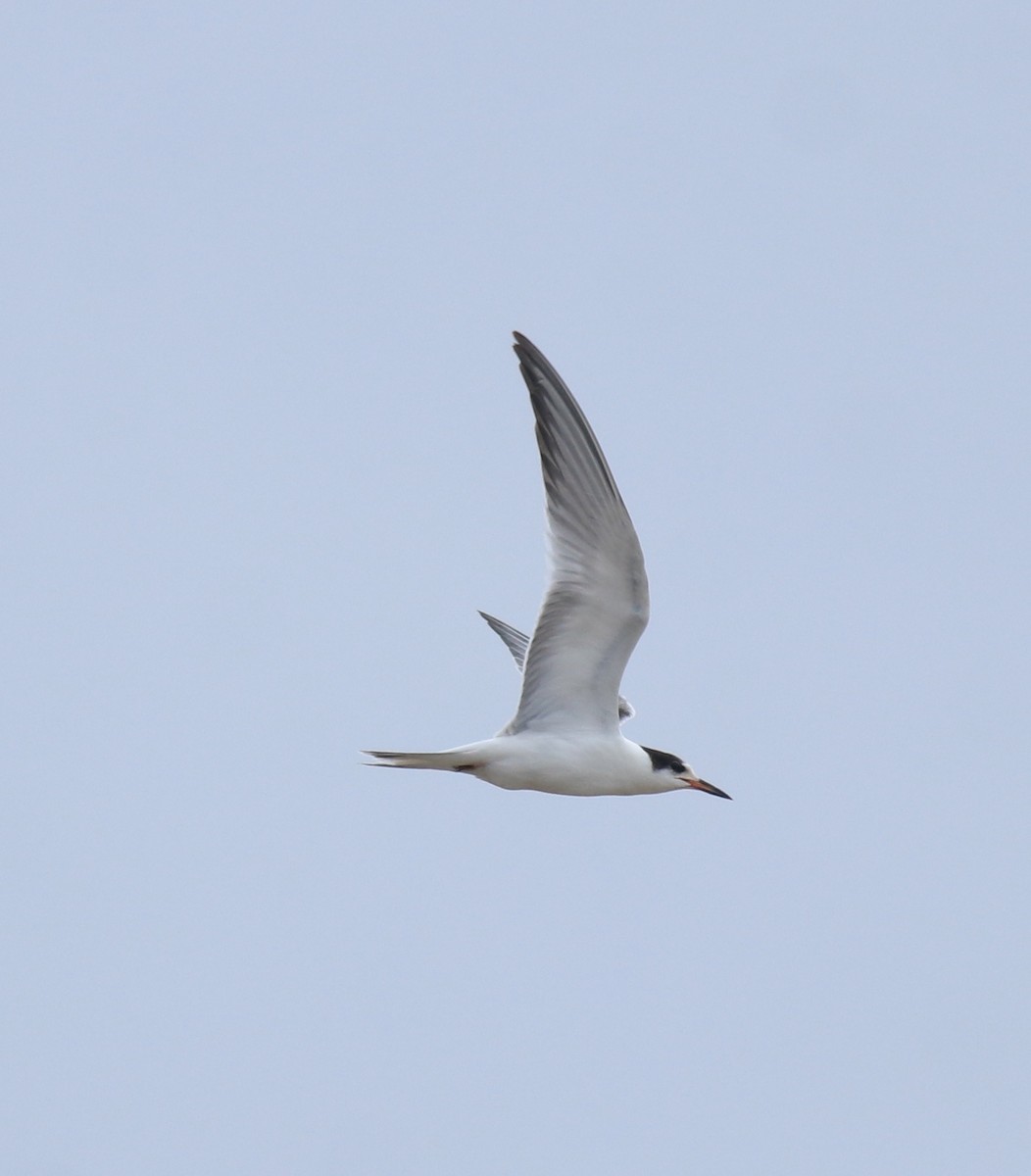 Крячок річковий - ML647118120