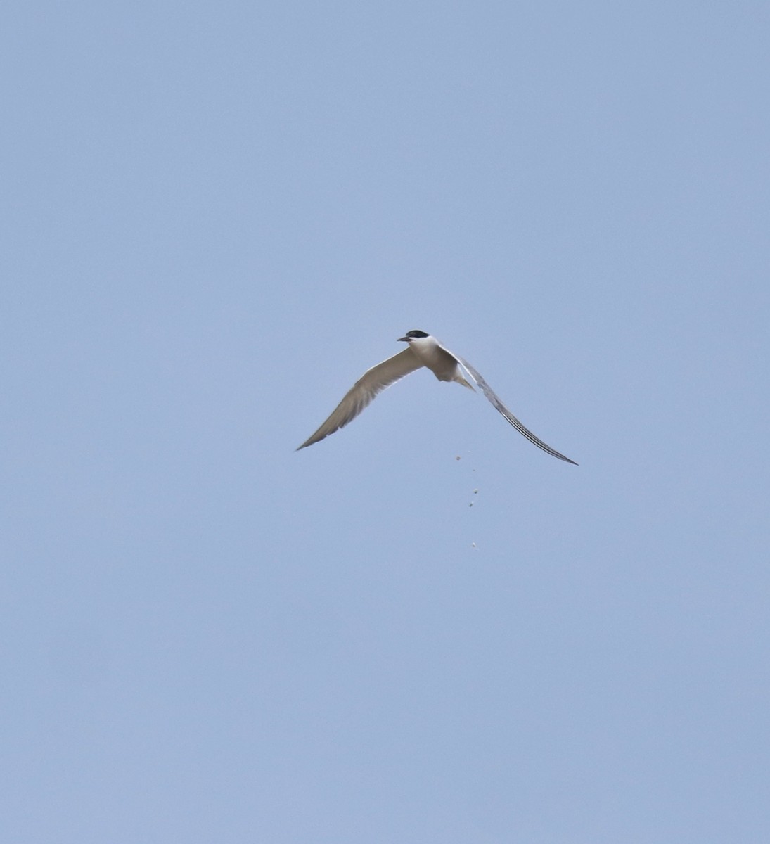 Крячок річковий - ML647118123