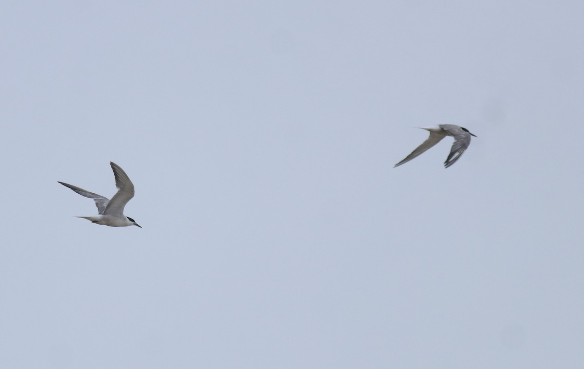 Крячок річковий - ML647118125