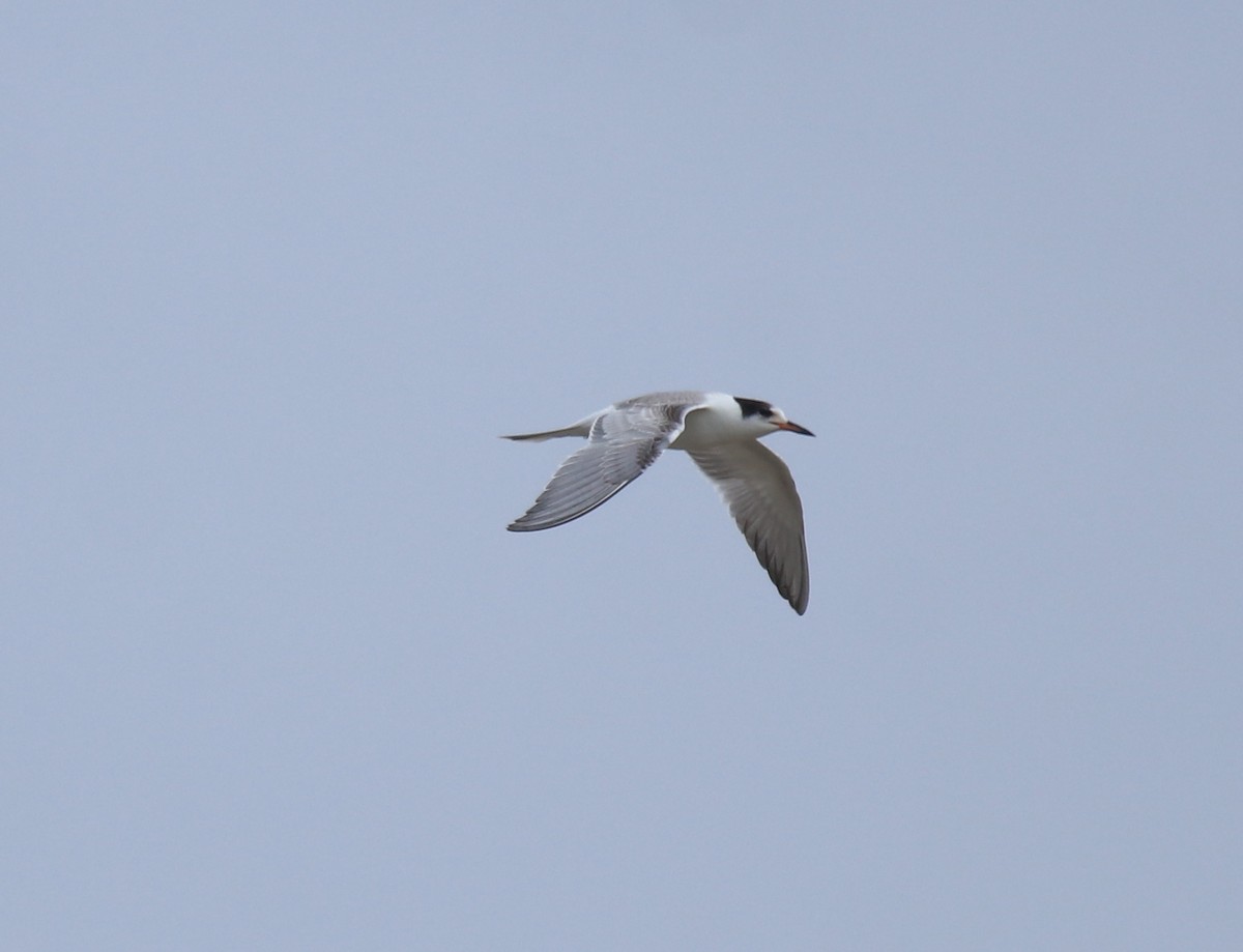 Крячок річковий - ML647118128