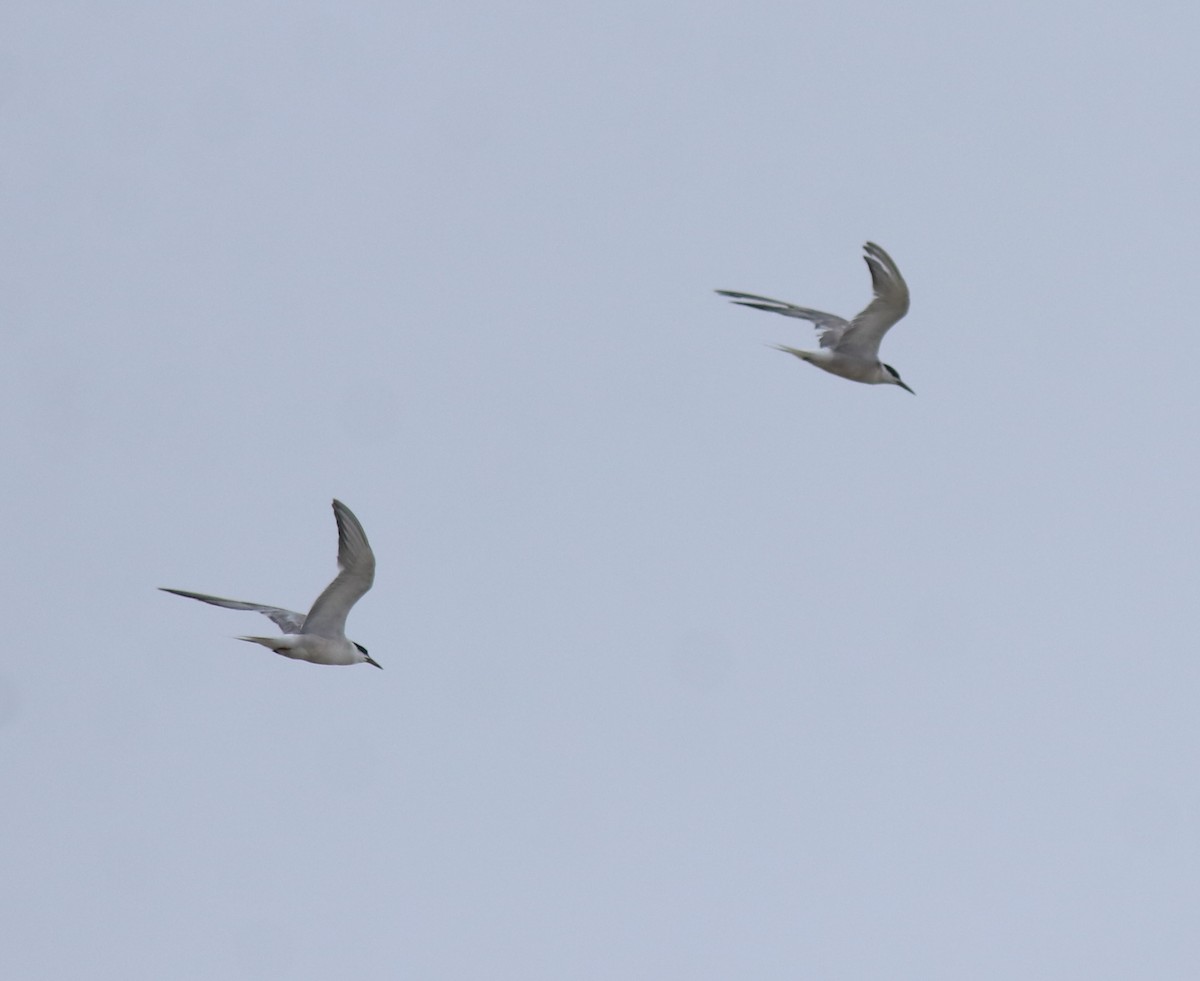 Крячок річковий - ML647118132