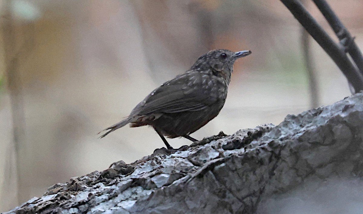 Rufous Limestone Babbler - ML647118138