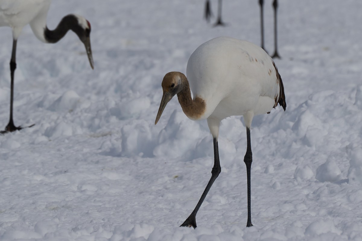 Japon Turnası - ML647118147