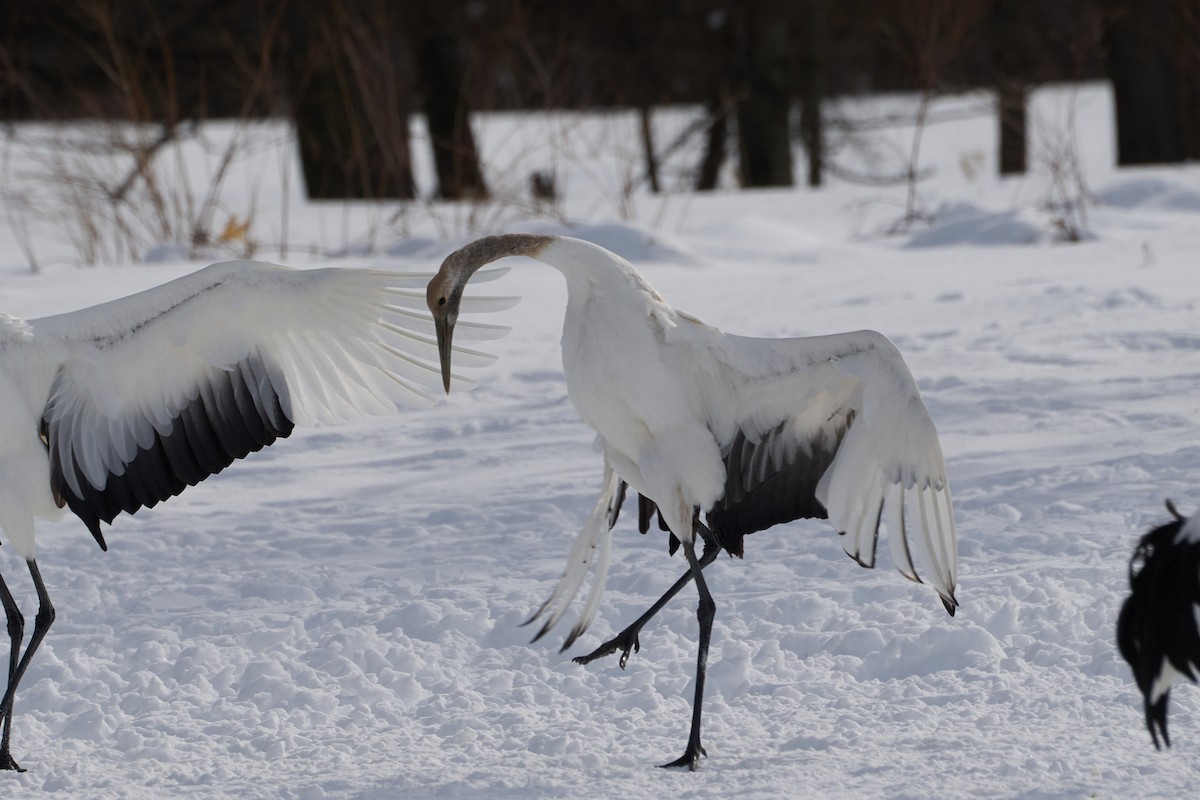 Japon Turnası - ML647118151