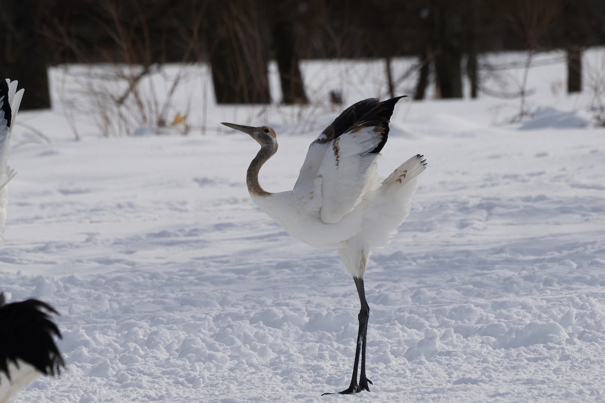 Japon Turnası - ML647118152