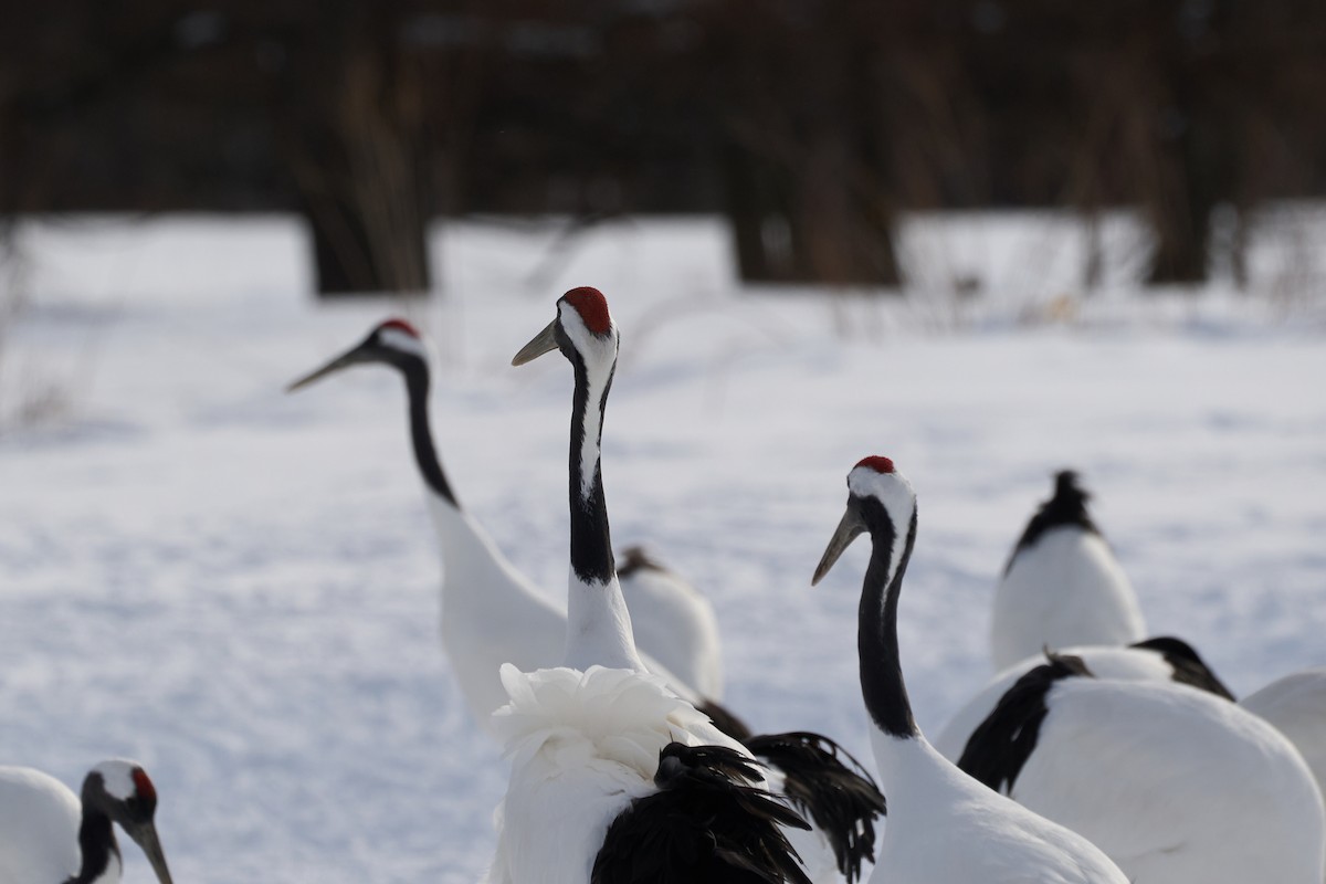 Japon Turnası - ML647118153