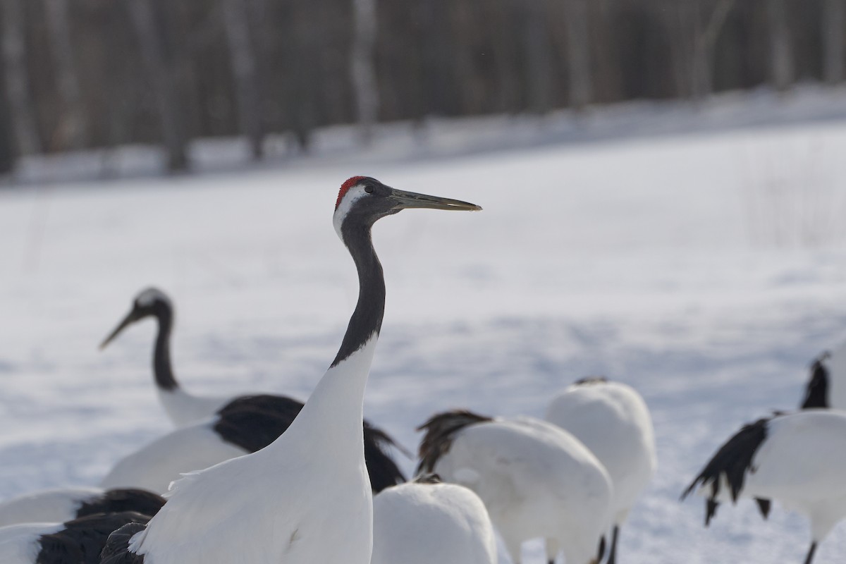 Japon Turnası - ML647118154