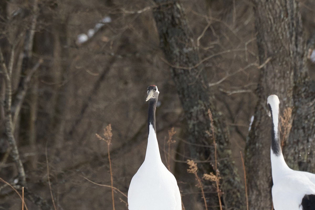 Japon Turnası - ML647118155