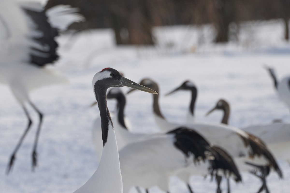 Japon Turnası - ML647118156