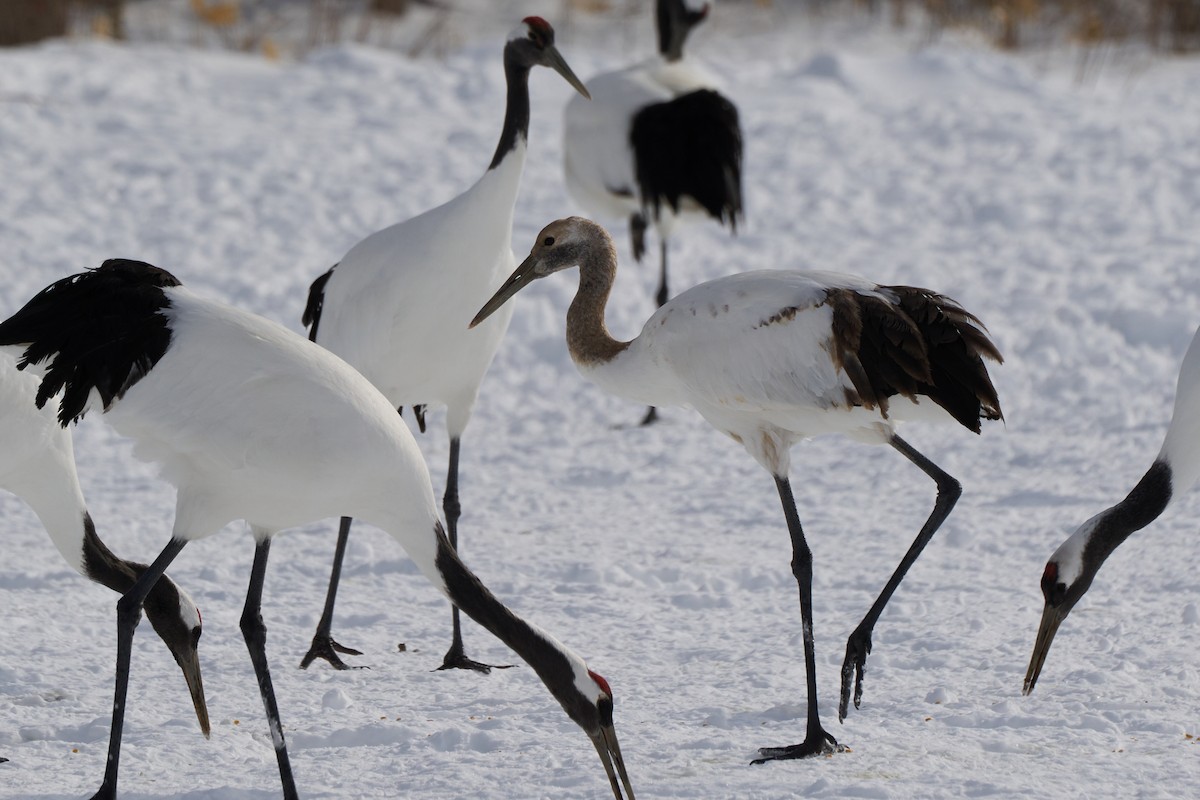 Japon Turnası - ML647118157