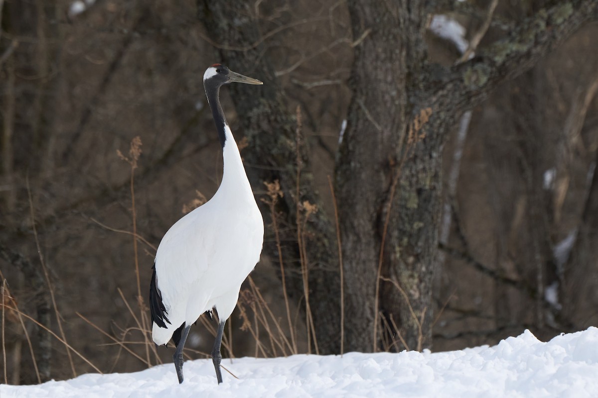 Japon Turnası - ML647118158