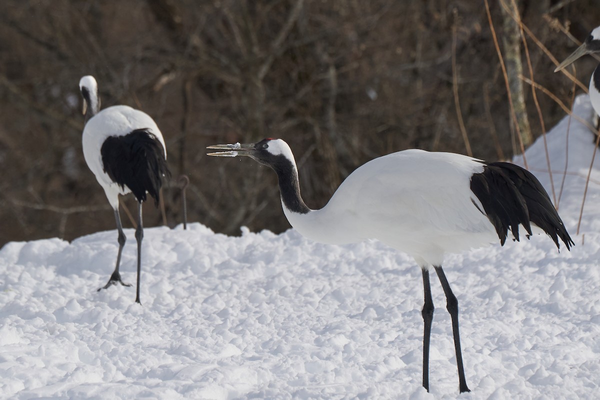 Japon Turnası - ML647118159