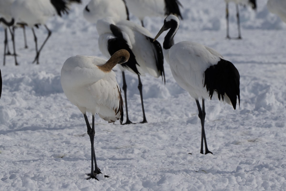 タンチョウ - ML647118160