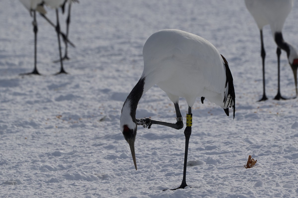 タンチョウ - ML647118161