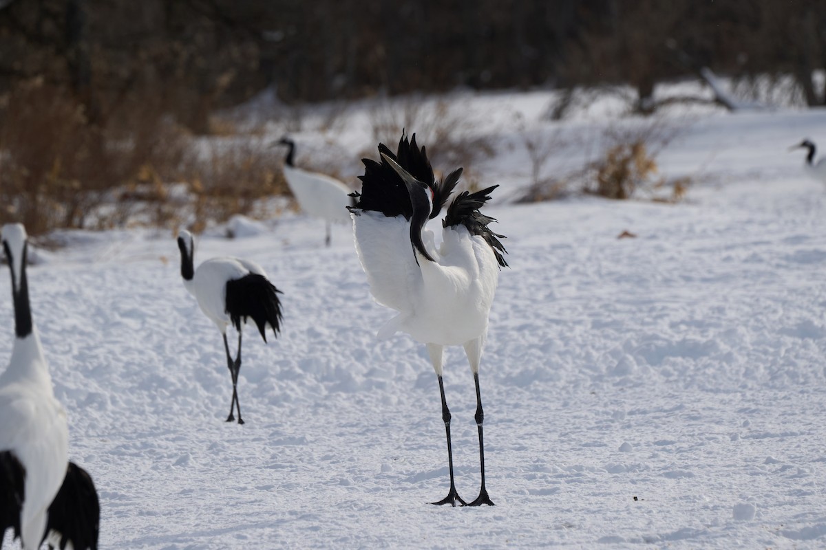 タンチョウ - ML647118162