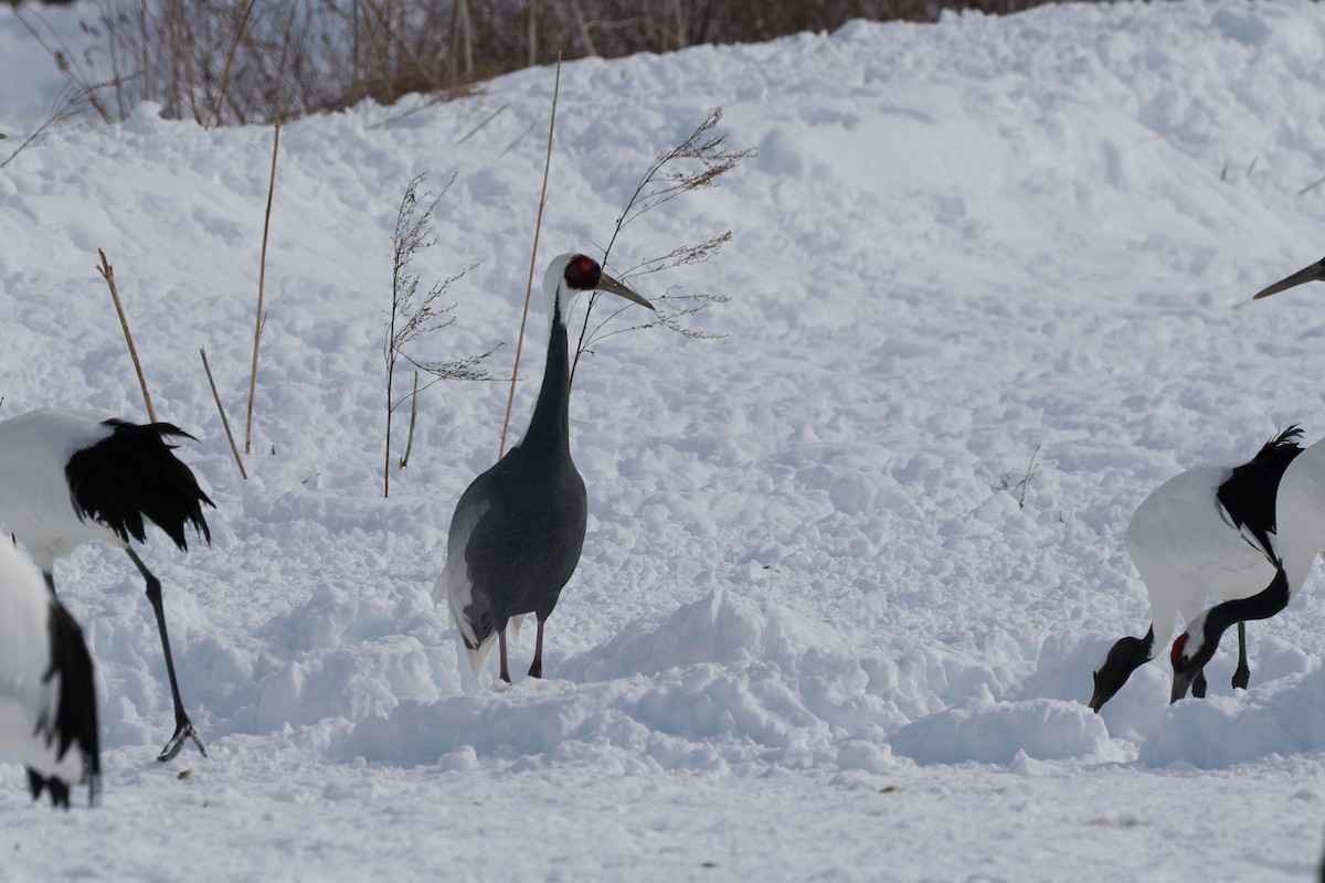 マナヅル - ML647118169