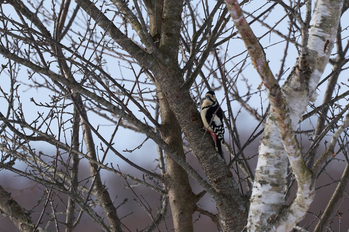 アカゲラ - ML647118171