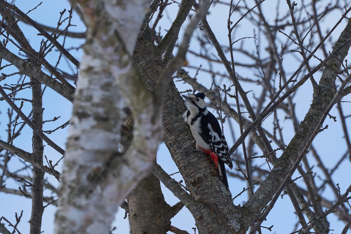 アカゲラ - ML647118172