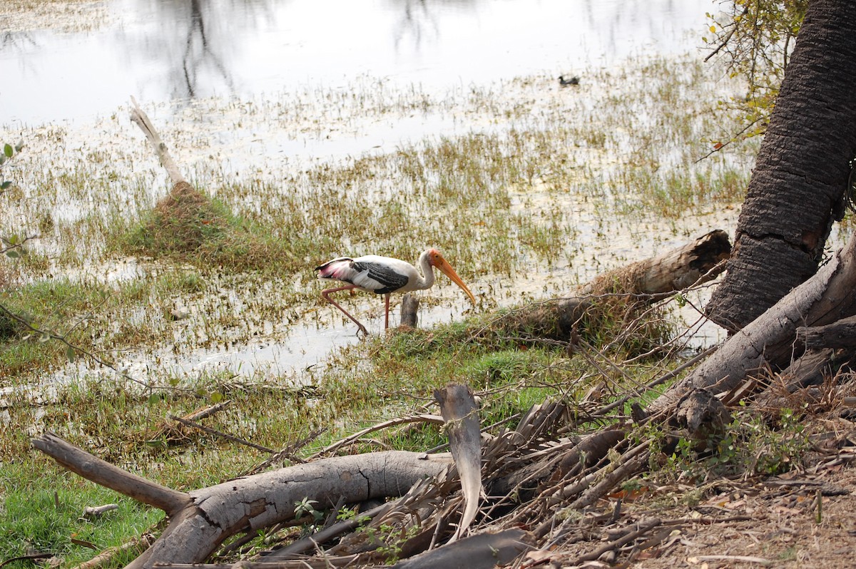 インドトキコウ - ML647118173