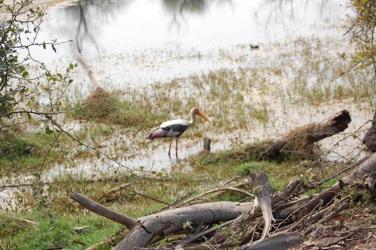 インドトキコウ - ML647118174