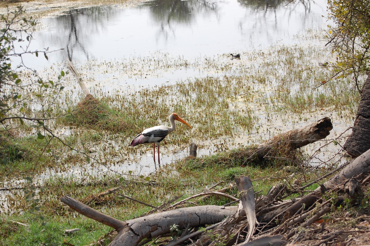 インドトキコウ - ML647118175