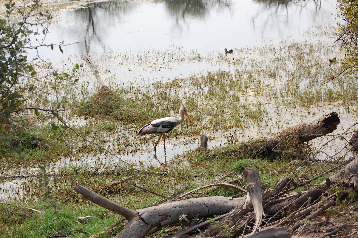 インドトキコウ - ML647118176