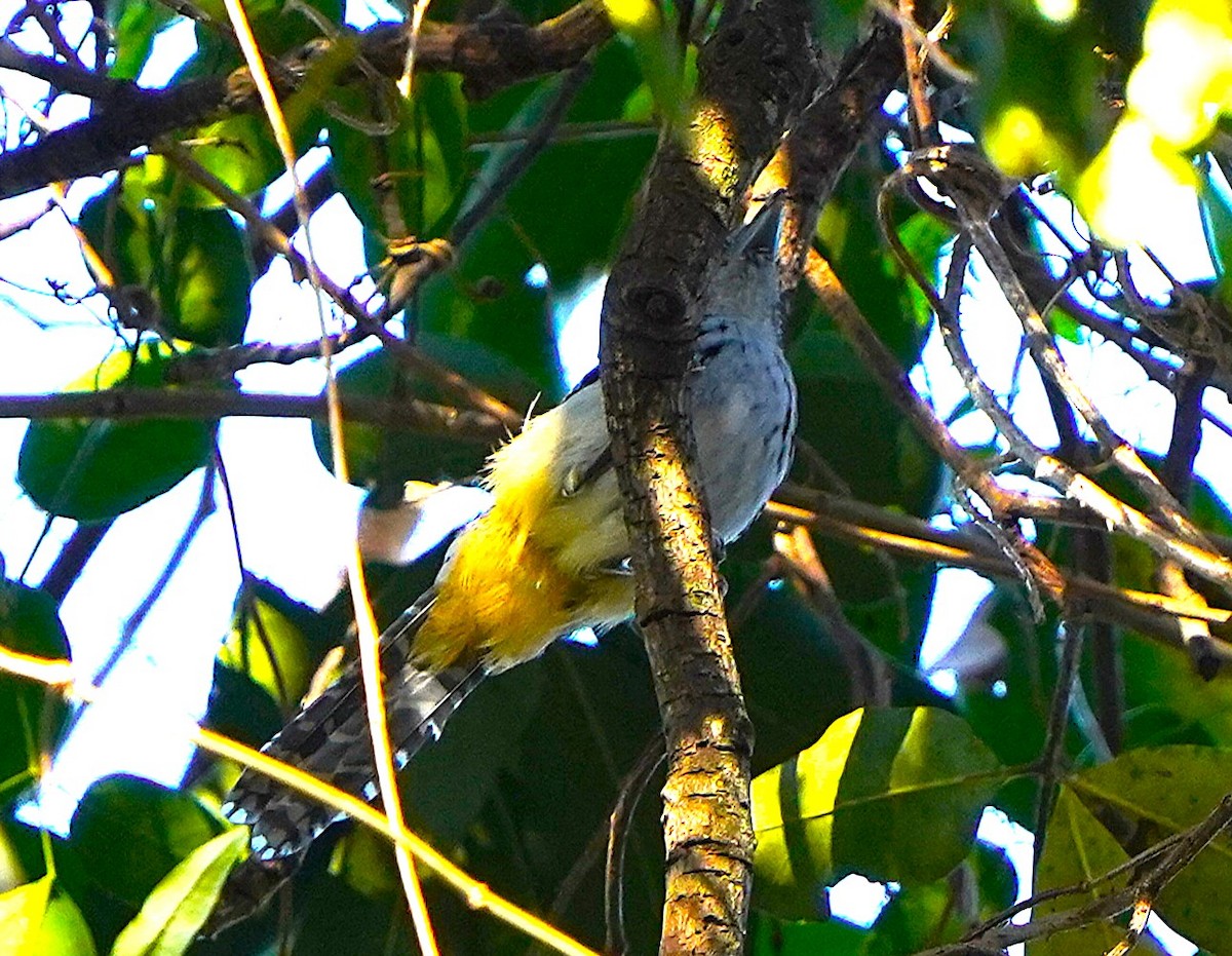 セボシアリモズ - ML647118177