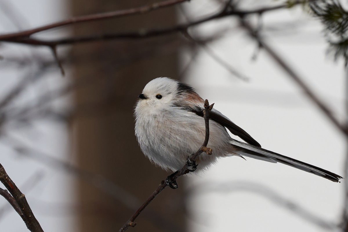 エナガ - ML647118178