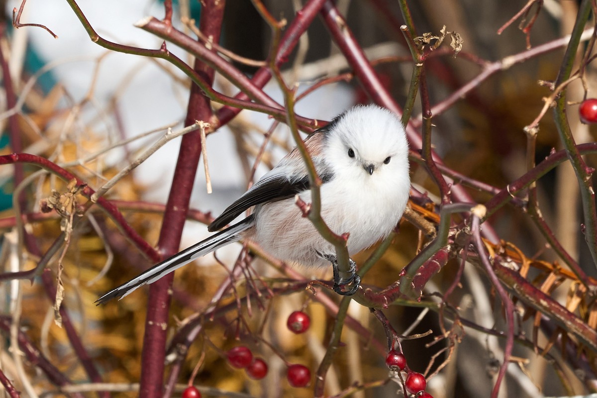 Синиця довгохвоста - ML647118179