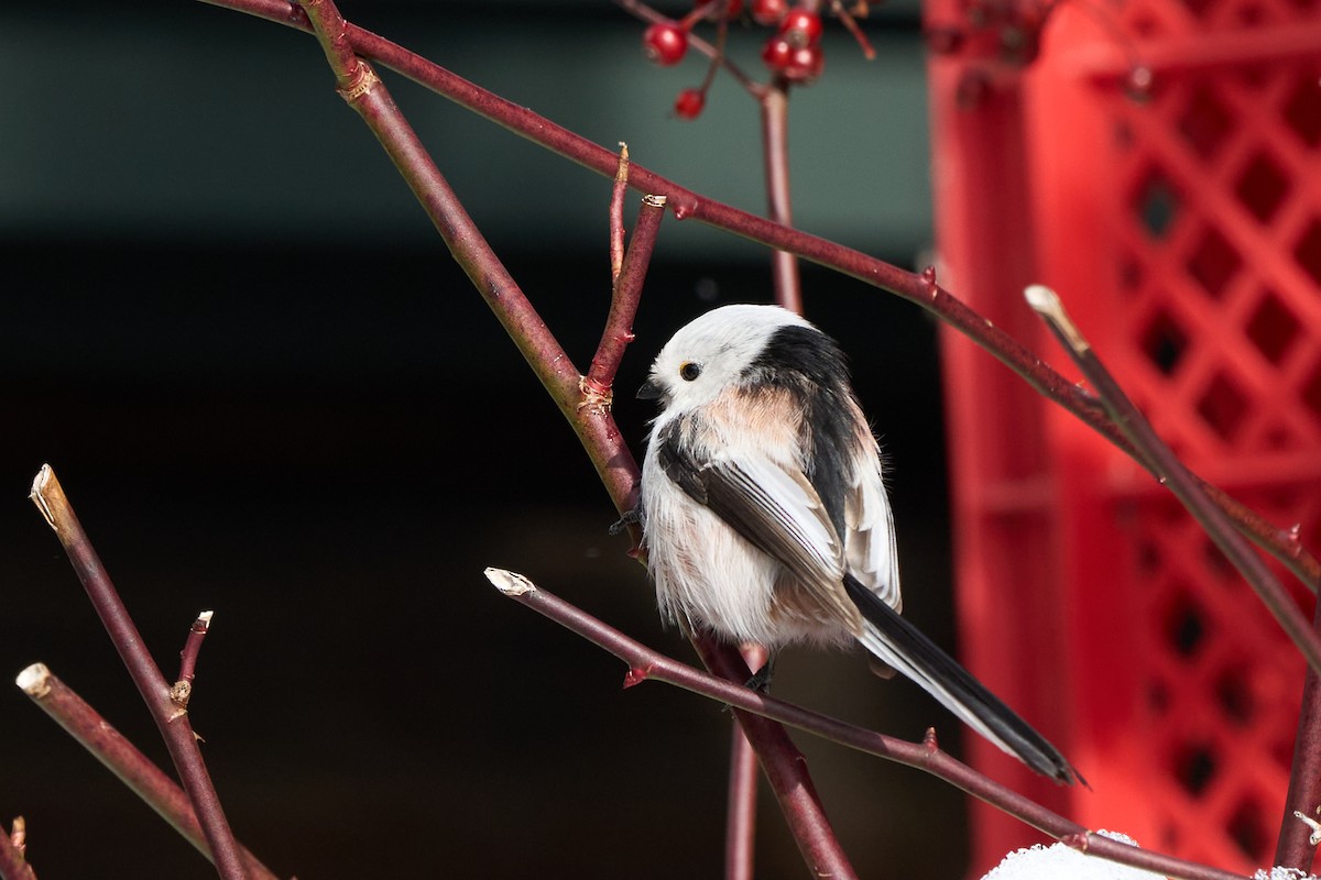 Синиця довгохвоста - ML647118180