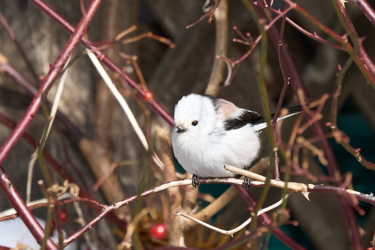 Синиця довгохвоста - ML647118181