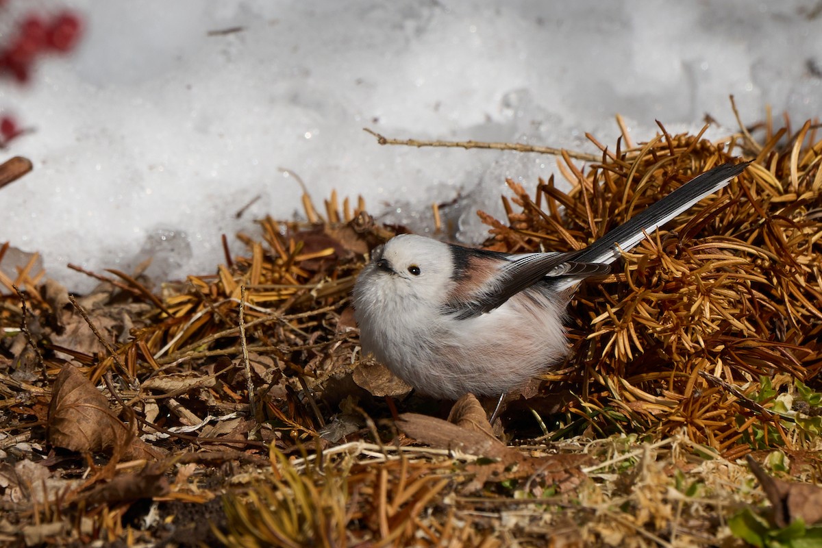 Синиця довгохвоста - ML647118182