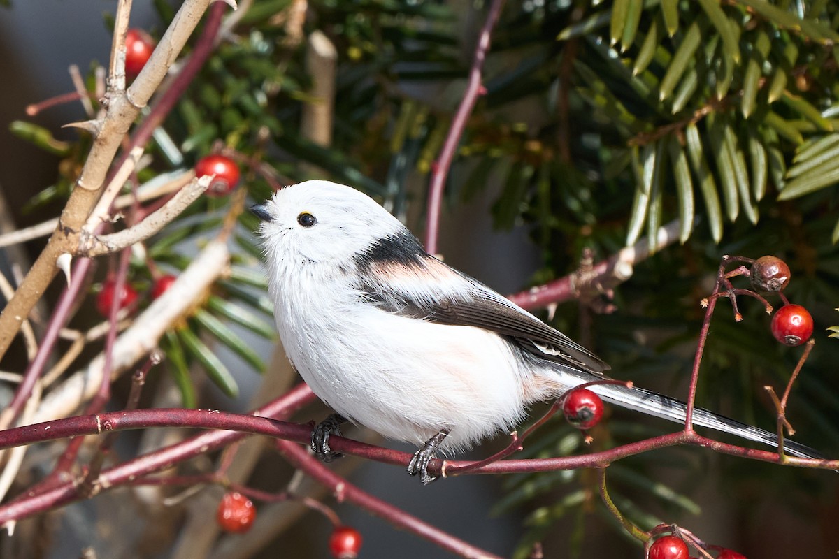 Синиця довгохвоста - ML647118183