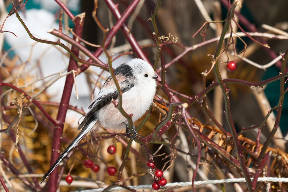 Синиця довгохвоста - ML647118184