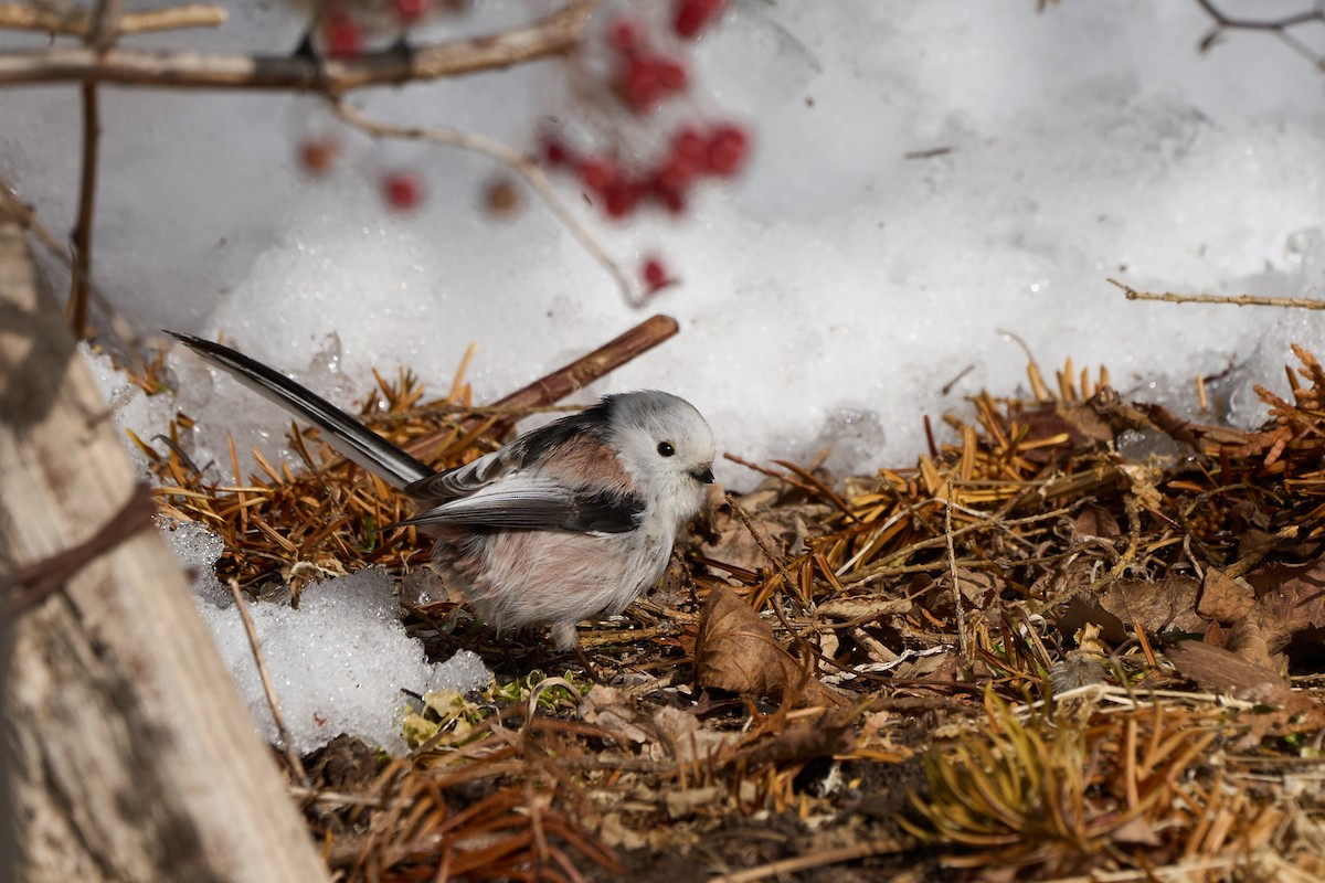 Синиця довгохвоста - ML647118185