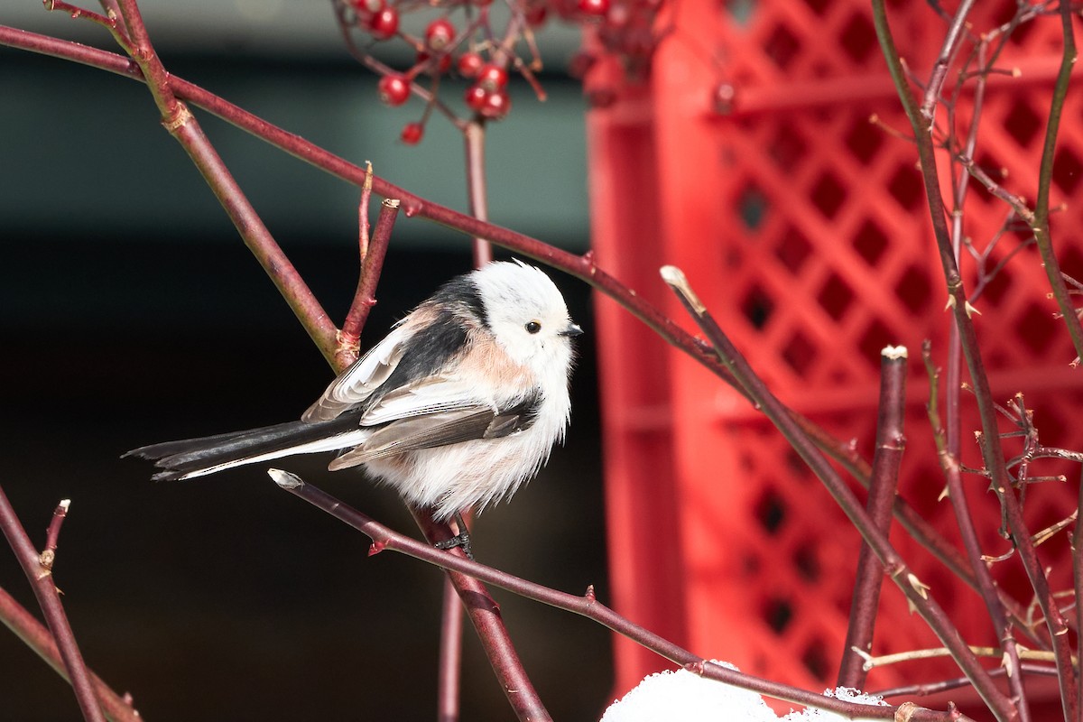 Синиця довгохвоста - ML647118186