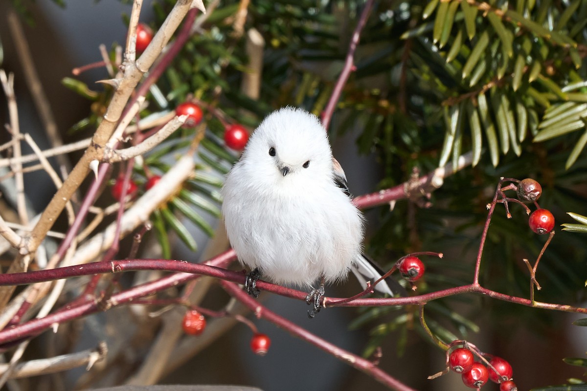 Синиця довгохвоста - ML647118187