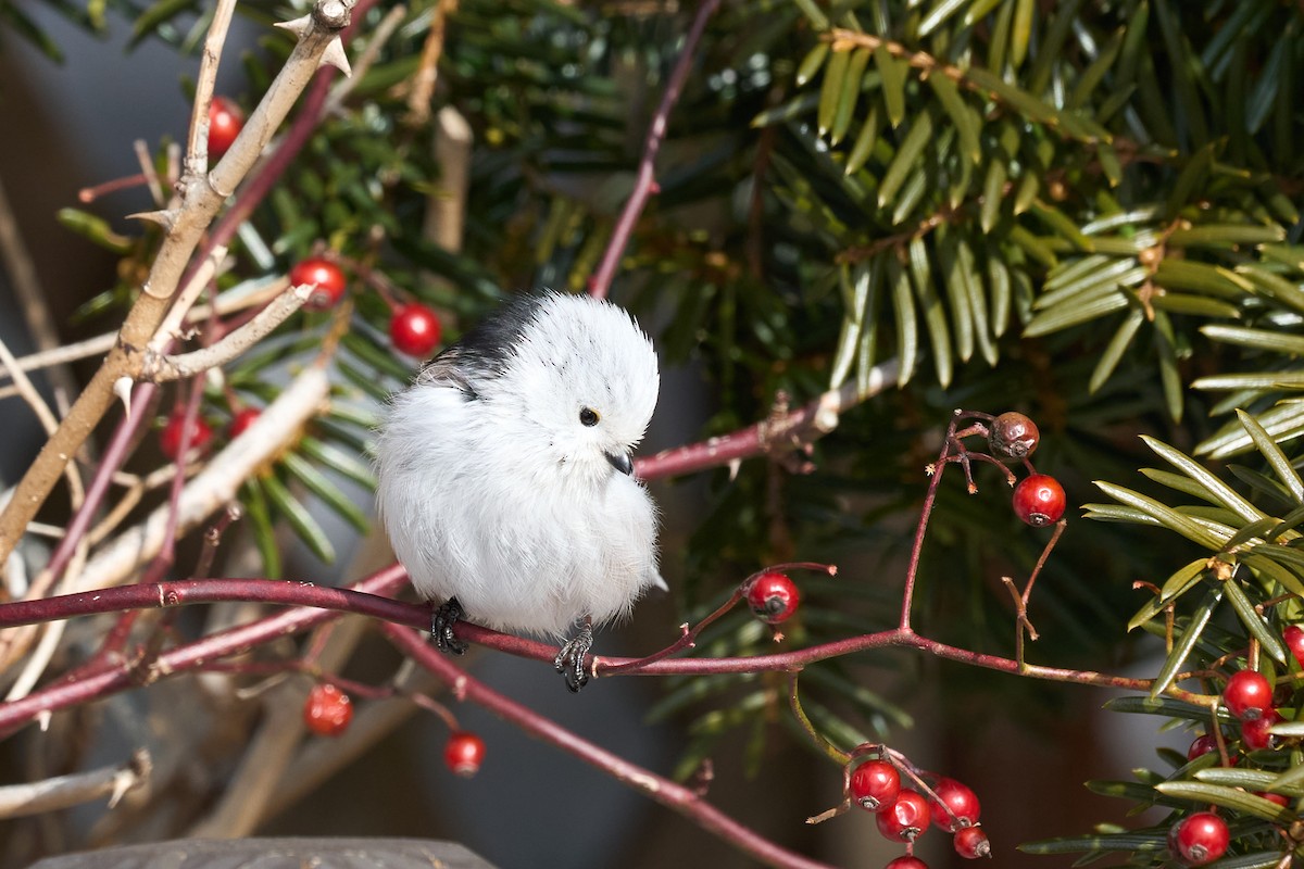 Синиця довгохвоста - ML647118188