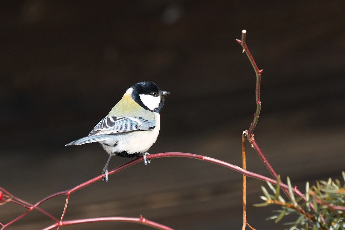 Asian Tit (Japanese) - ML647118189