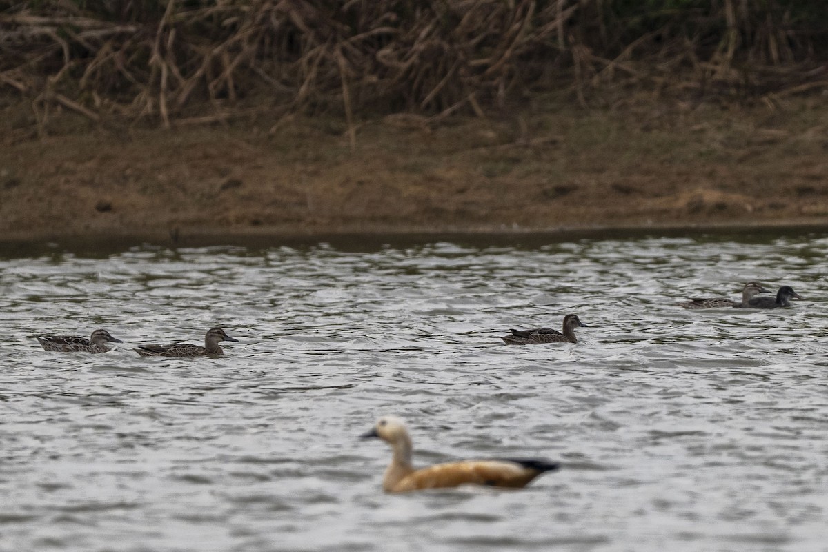 シマアジ - ML647118190