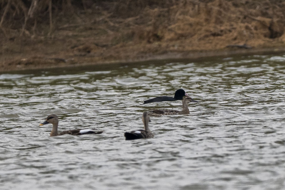 シマアジ - ML647118191