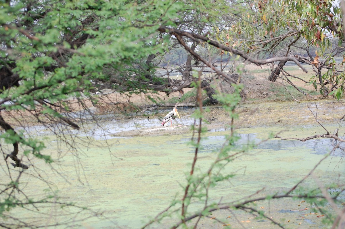 インドトキコウ - ML647118192