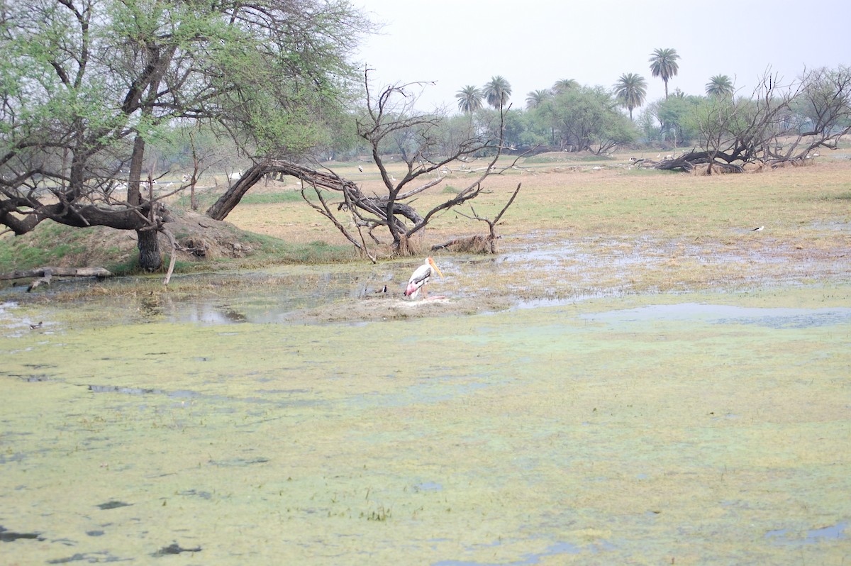 インドトキコウ - ML647118193