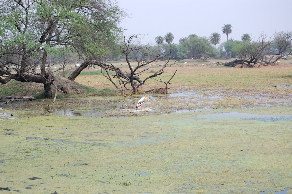 インドトキコウ - ML647118194