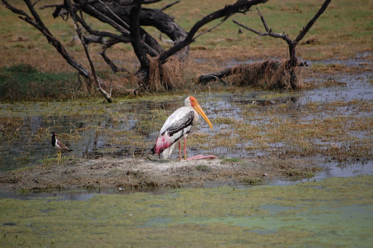 インドトキコウ - ML647118197